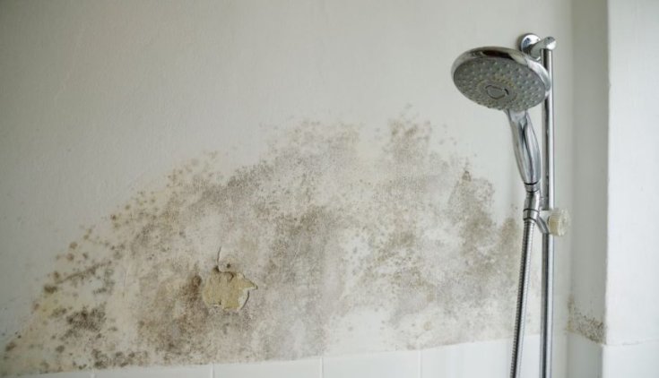 How to Stop Mold from Growing in Your Bathroom